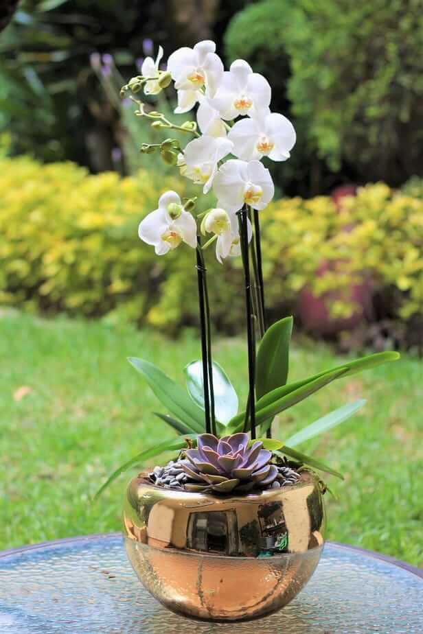 orquideas/005.jpg