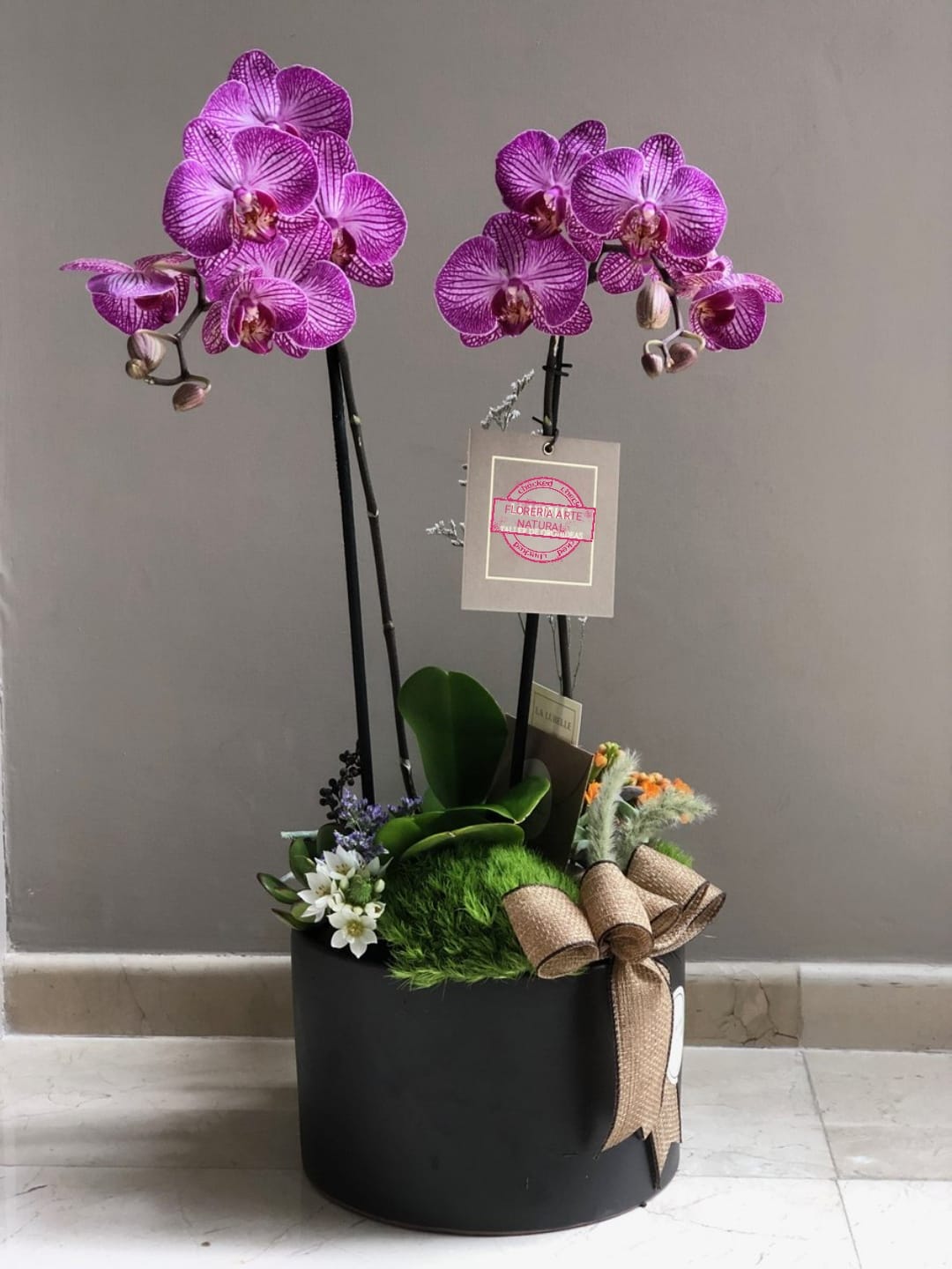 orquideas/007.jpg