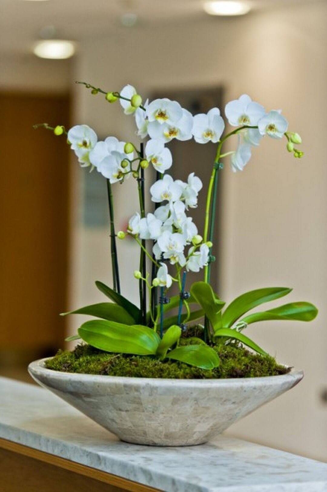 orquideas/009.jpg