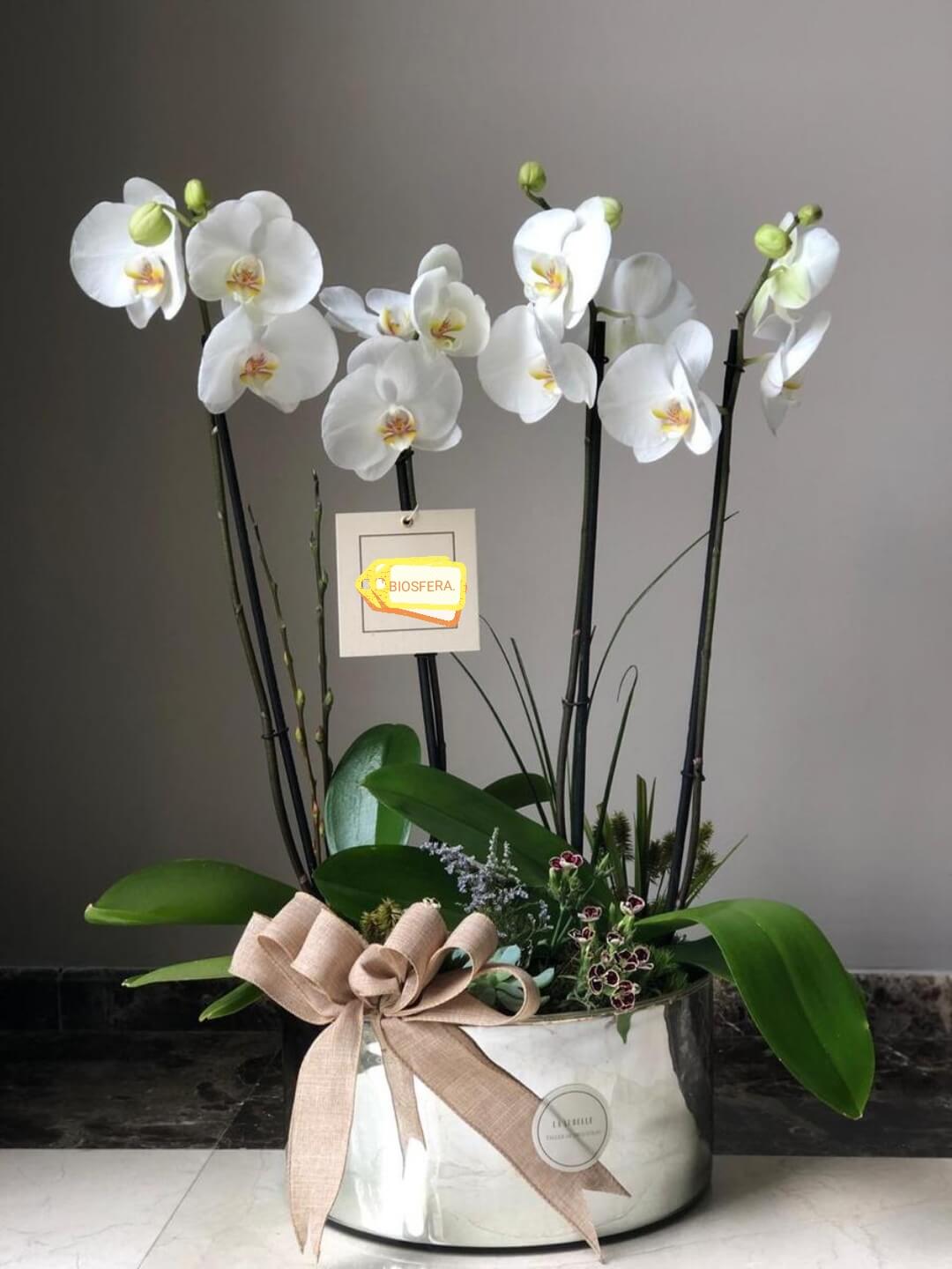 orquideas/010.jpg