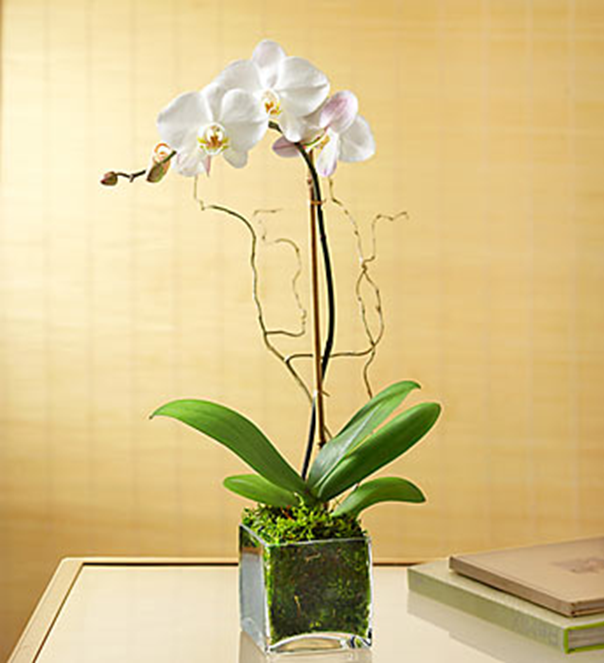 orquideas/014.png