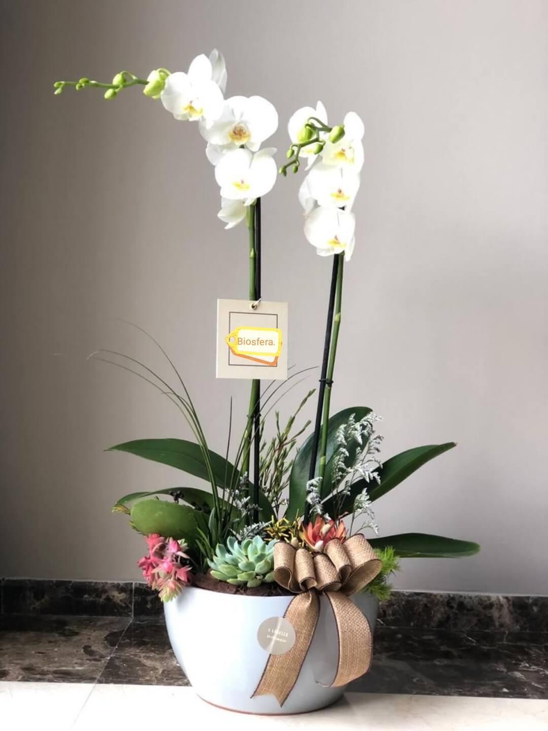 orquideas/015.jpg