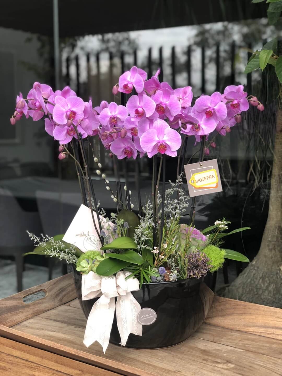 orquideas/019.jpg