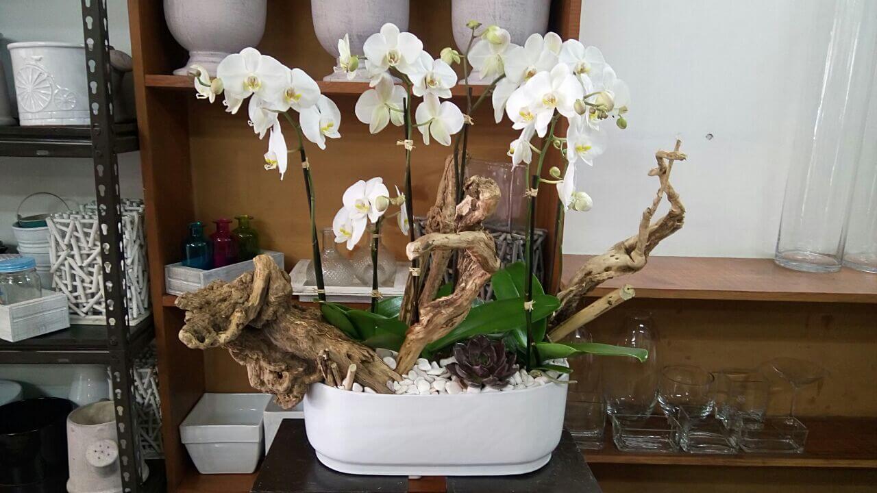 orquideas/020.jpg