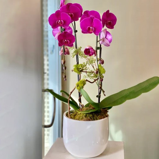 orquideas/B003.jpg