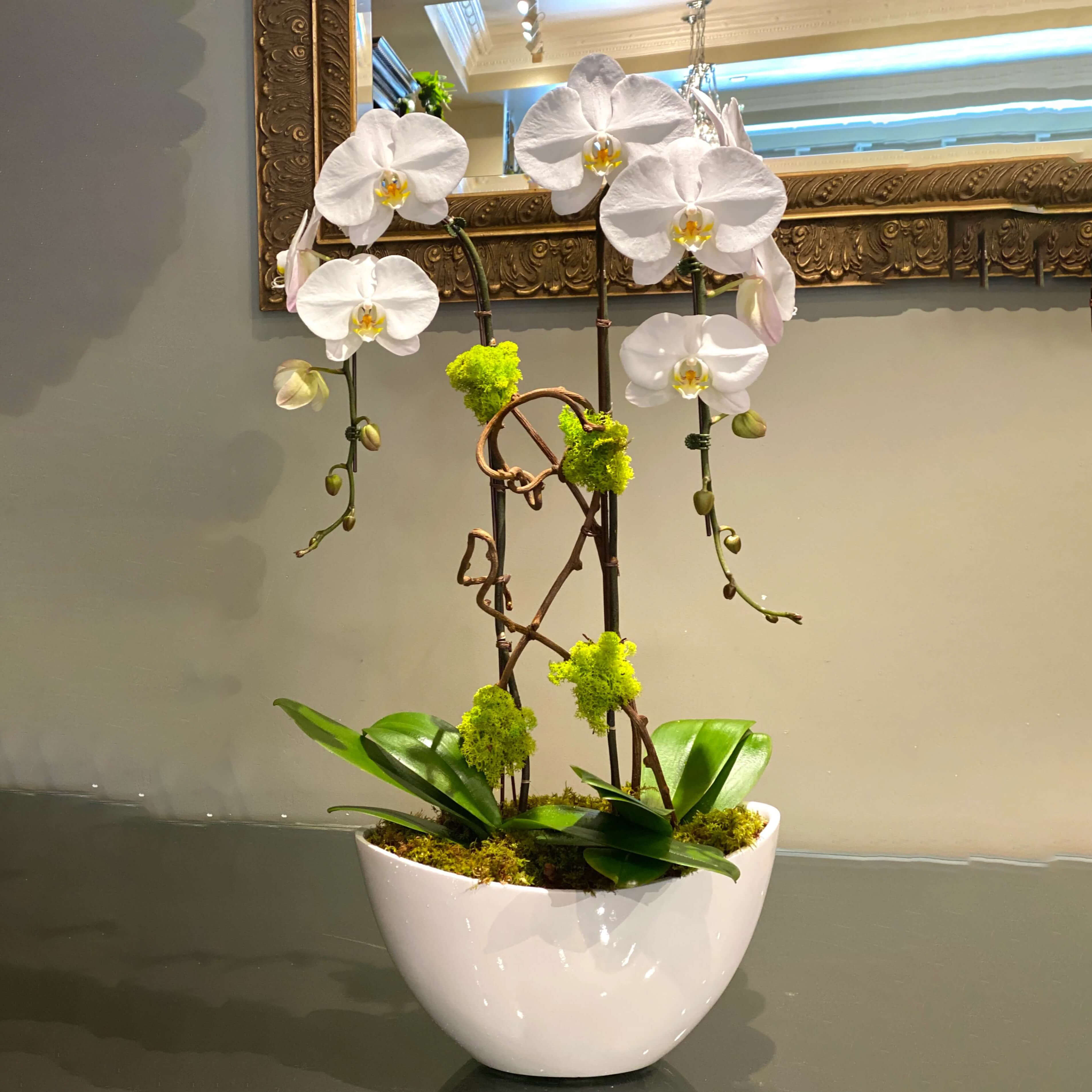 orquideas/B021.jpg