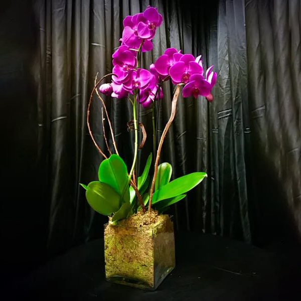 orquideas/B022.jpg