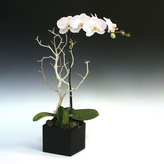 orquideas/B024.jpg