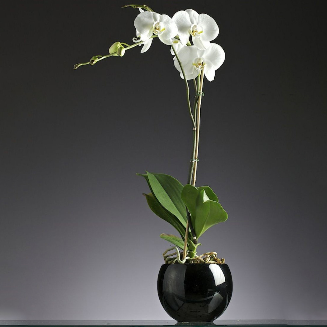 orquideas/B025.jpg